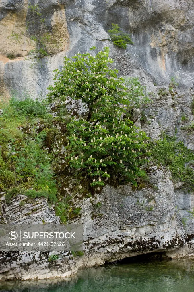 Horse Chestnut (Aesculus hippocastanum) habit, on cliff in native habitat, Vikos Gorge N.P., Epirus, Northwestern Greece, spring