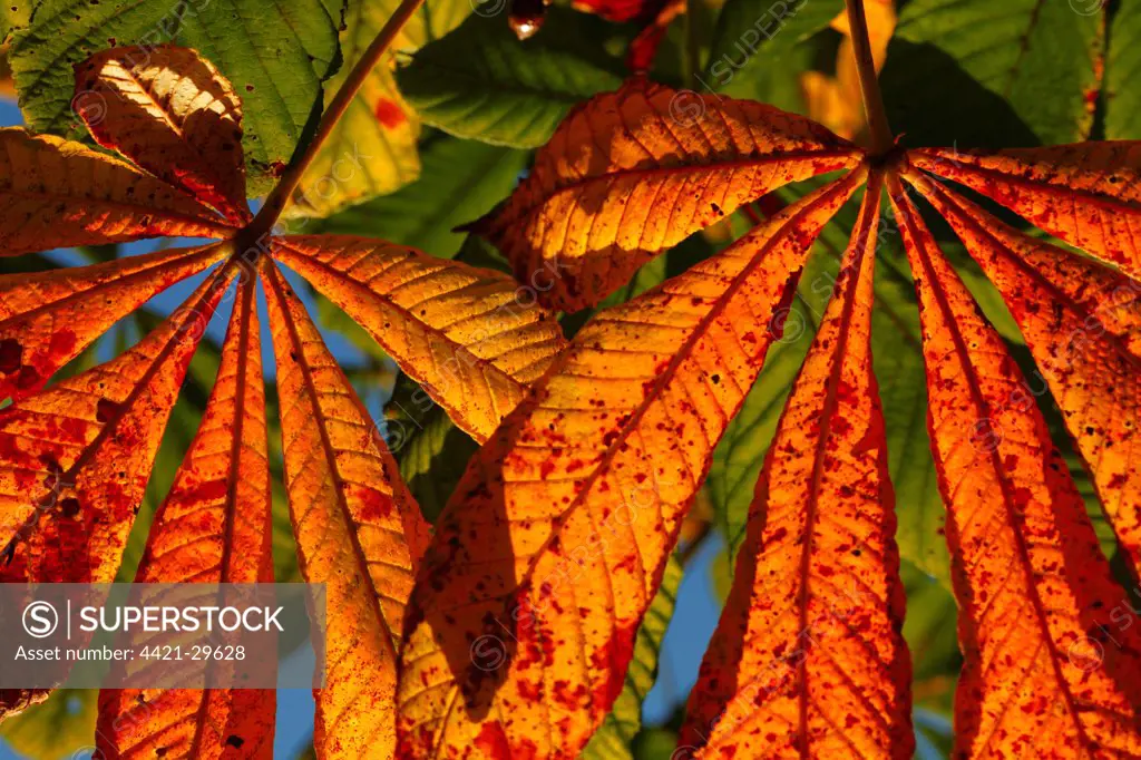 Horse Chestnut (Aesculus hippocastanum) close-up of leaves, autumn colour, Powys, Wales, october