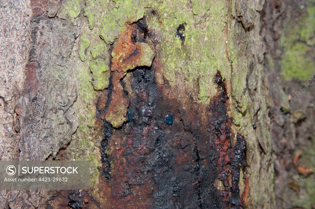 Horse Chestnut (Aesculus hippocastanum) close-up of 150 year old trunk, with Phytophthora bleeding canker, Hanbury, Tutbury, Staffordshire, England, october