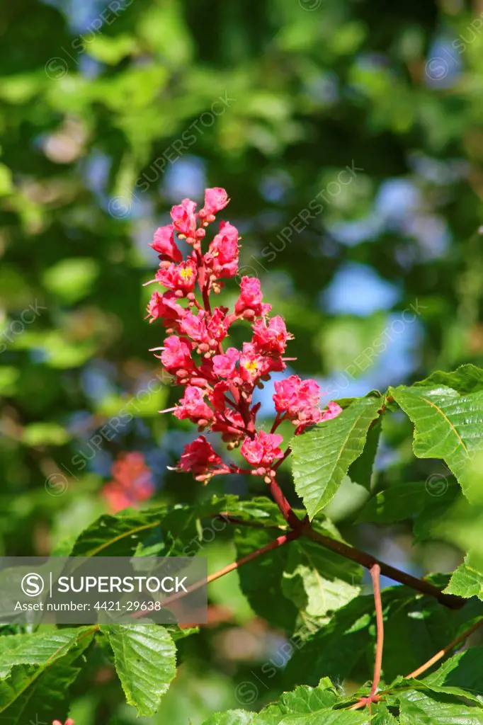 Red Horse Chestnut (Aesculus x carnea) close-up of flowerspike, West Sussex, England, may