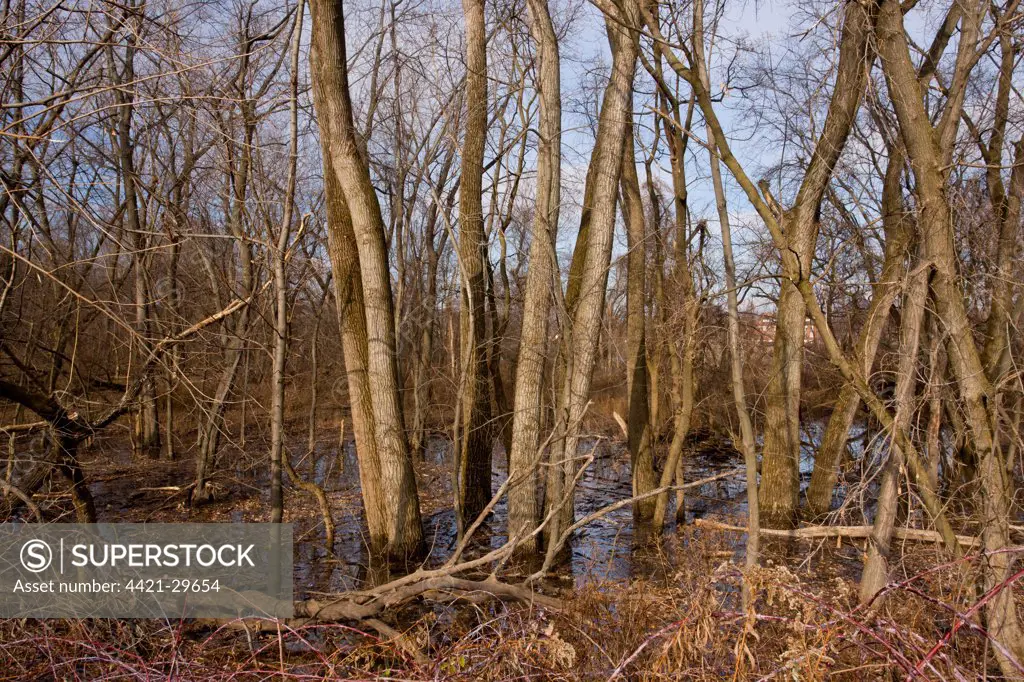 Eastern Cottonwood (Populus deltoides) valley woodland habitat, Mohawk River, near Albany, New York State, U.S.A., december