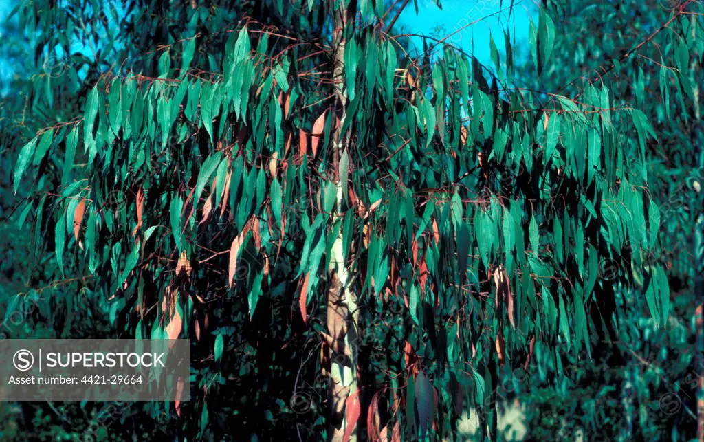 Tree-Eucalyptus (Eucalyptus camal dulensis) close-up leaves on branch