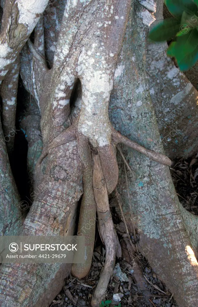 Strangler Fig (Ficus aurea) Roots on host tree