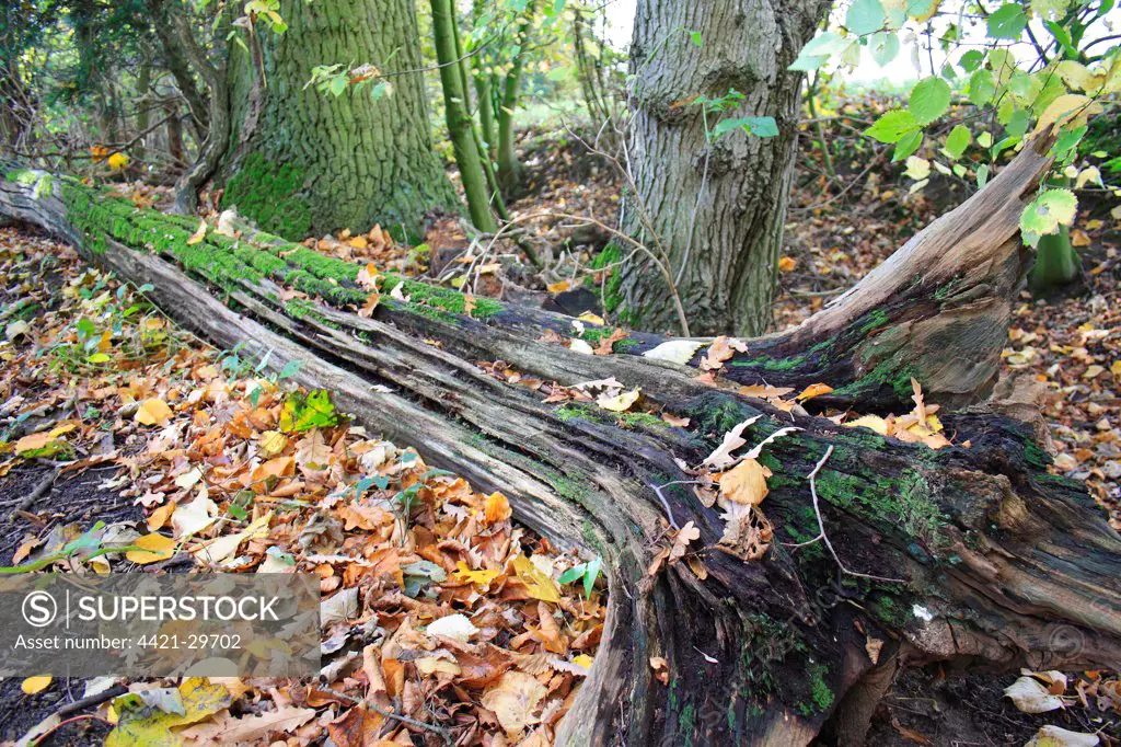 Fallen and decaying tree trunk in woodland, with moss and fallen leaves, Vicarage Plantation, Mendlesham, Suffolk, England, november
