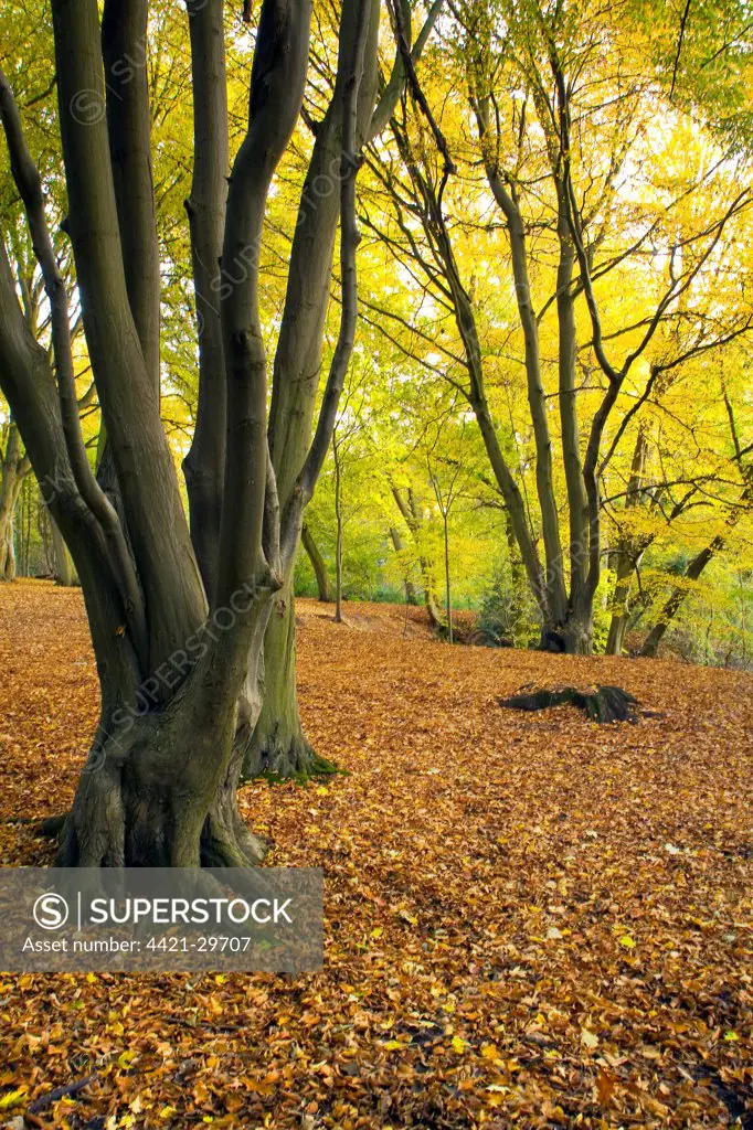 Deciduous woodland habitat with fallen leaves in autumn, Hazel Wood, Bramford, Suffolk, England, october