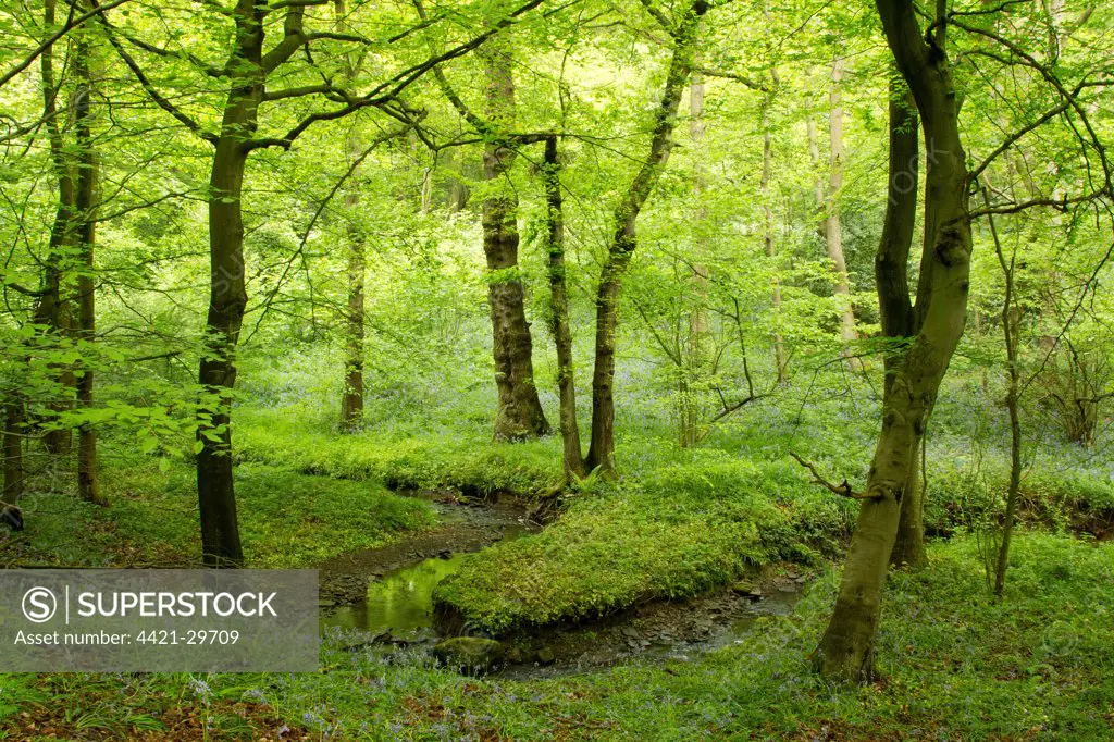 Deciduous woodland habitat with stream, Moss Valley, Sheffield, South Yorkshire, England, may