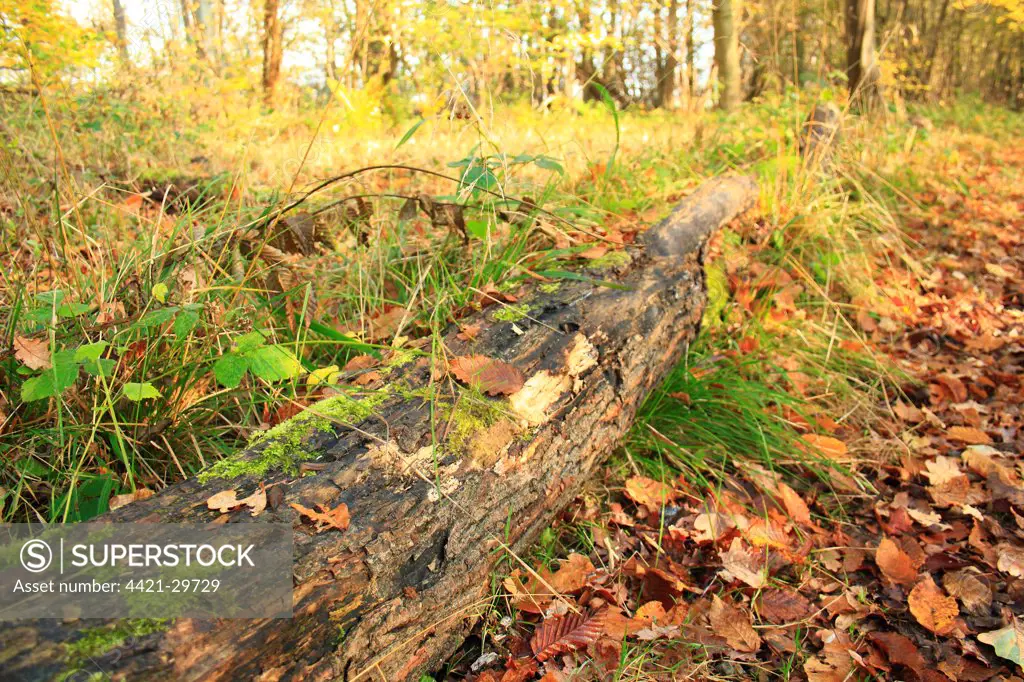 Log with fallen leaves in ancient coppiced woodland habitat, Wolves Wood RSPB Reserve, Hadleigh, Suffolk, England, november