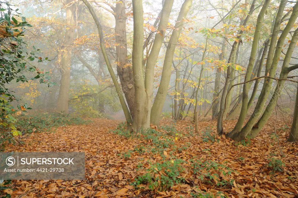 Mixed deciduous woodland in autumn mist, with fallen leaves carpeting floor, Freston Woods, Suffolk, England, november