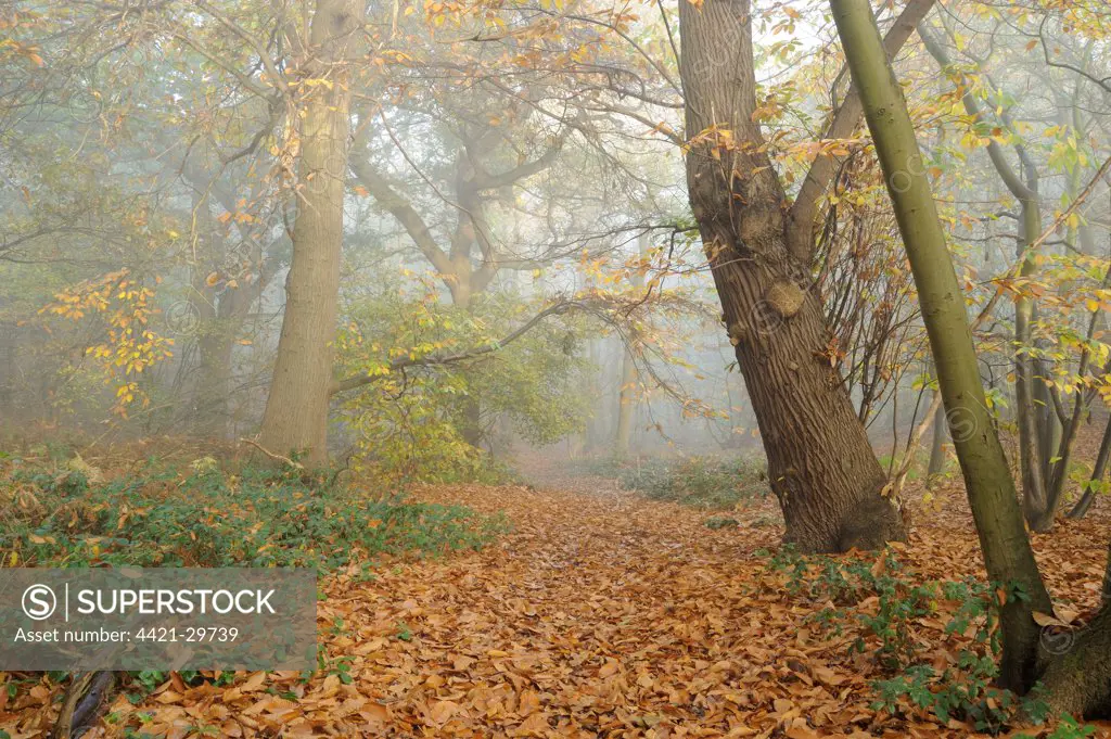 Mixed deciduous woodland in autumn mist, with fallen leaves carpeting footpath, Freston Woods, Suffolk, England, november