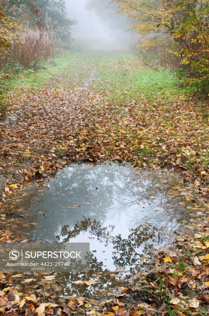 Puddle and fallen leaves on woodland path, Kent, England, november