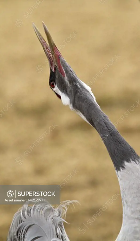 Common Crane (Grus grus) adult, close-up of head and neck, trumpeting, Hornborgasjon, Sweden, march