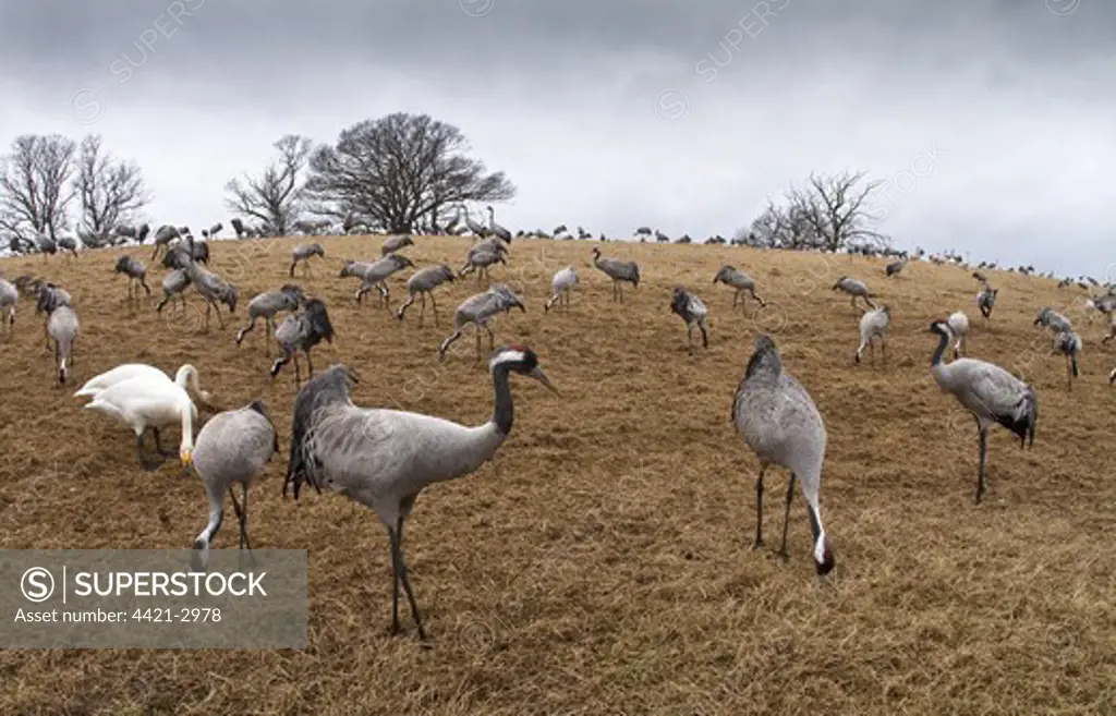 Common Crane (Grus grus) and Whooper Swan (Cygnus cygnus) flock, feeding in field, Hornborgasjon, Sweden, march
