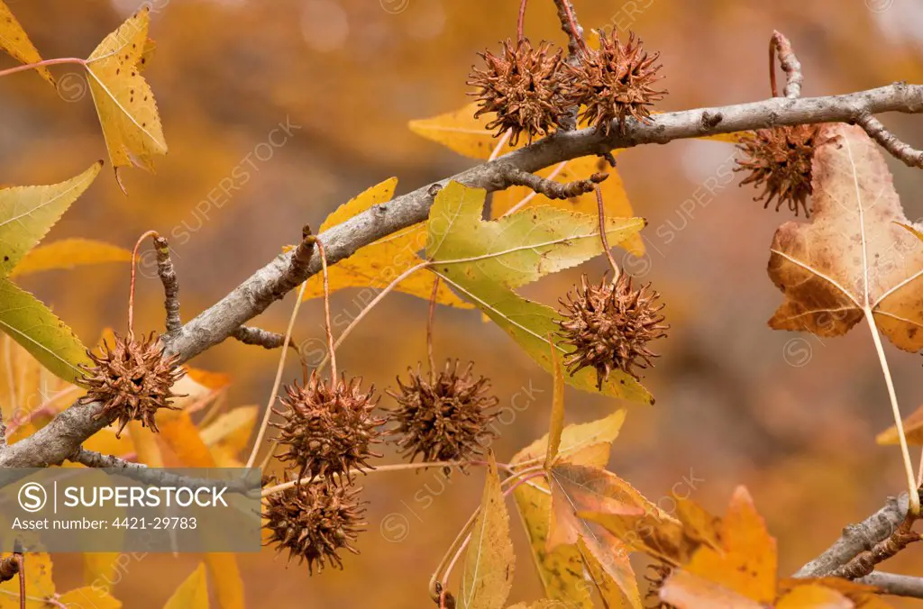 American Sweetgum (Liquidamber styraciflua) close-up of fruit and leaves, New York State, U.S.A., november
