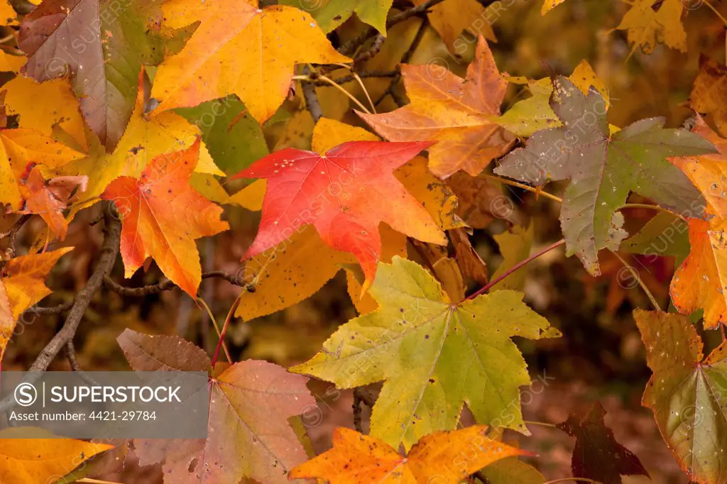 American Sweetgum (Liquidamber styraciflua) close-up of leaves, in autumn colour, New York State, U.S.A., november