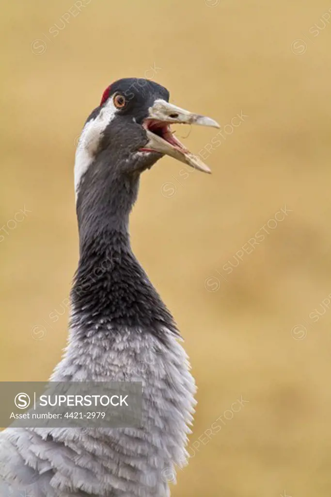 Common Crane (Grus grus) adult, close-up of head and neck, calling, Hornborgasjon, Sweden, march