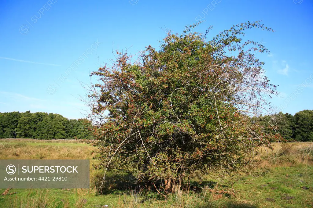 Common Hawthorn (Crataegus monogyna) habit, growing in valley fen reserve habitat, Market Weston Fen, Market Weston, Little Ouse Valley, Suffolk, England, september