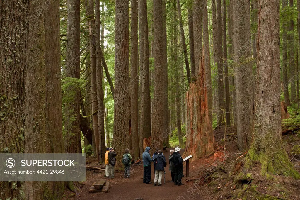 Western Hemlock (Tsuga heterophylla) and Western Red Cedar (Thuja plicata) ancient forest habitat with tourist group, Mount Rainier, Washington, U.S.A., july