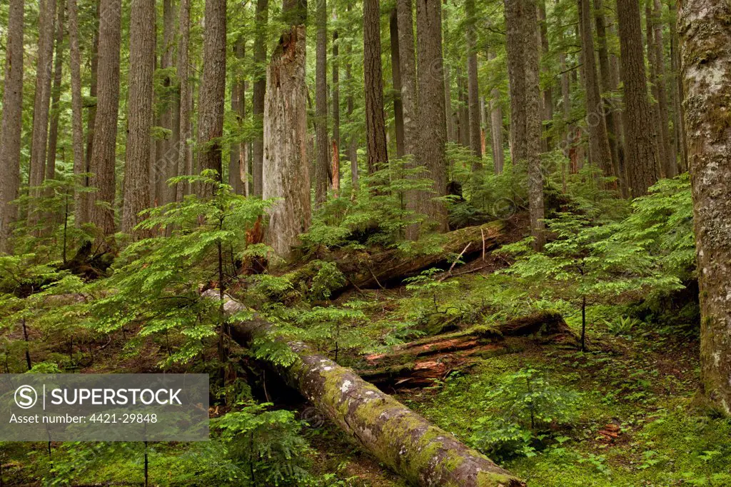 Western Hemlock (Tsuga heterophylla) and Western Red Cedar (Thuja plicata) ancient forest habitat with snags and logs, Mount Rainier, Washington, U.S.A., july