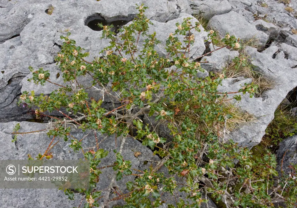 European Holly (Ilex aquifolium) ancient dwarf gnarled habit, flowering, on limestone pavement, Mullagh Mor, Burren, County Clare, Ireland, spring
