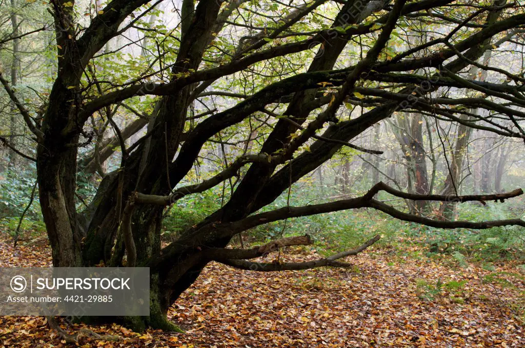 European Hornbeam (Carpinus betulus) habit, with fallen leaves in coppice woodland, Kent, England, november