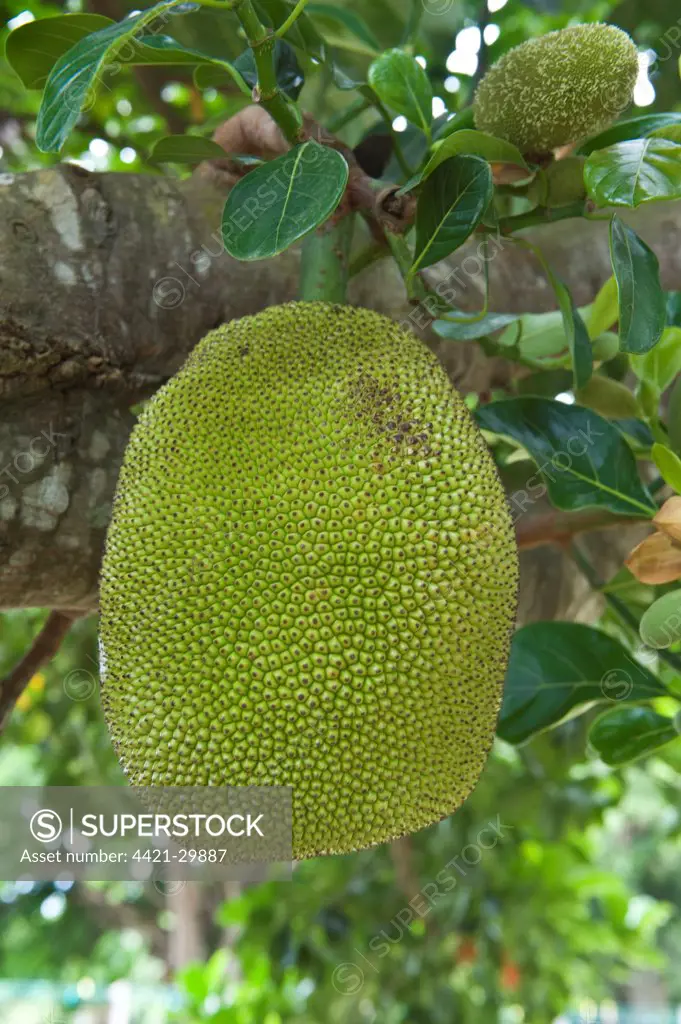 Jackfruit (Artocarpus heterophyllus) close-up of fruit, Rock View Village, Guyana, october