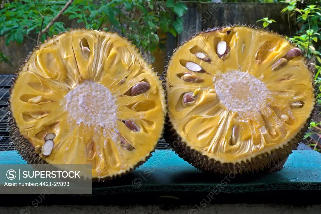Chempedak (Artocarpus integrifolia) halved fruit, showing flesh and seeds, Trivandrum, Kerala, India