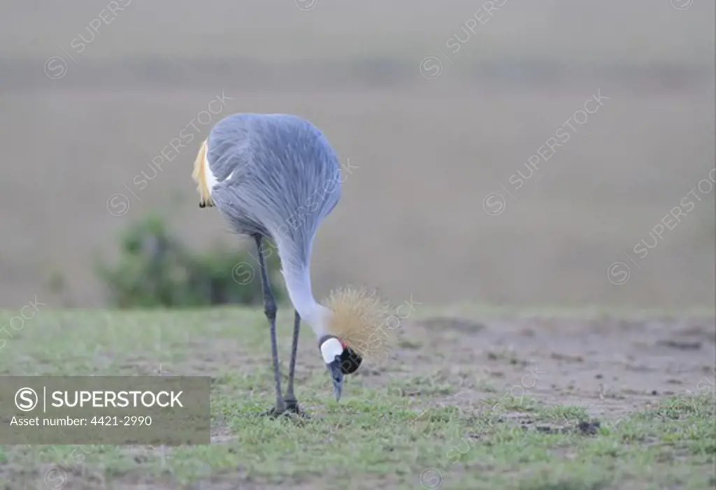 Grey Crowned-crane (Balearica regulorum) adult, feeding in grassland, Masai Mara, Kenya