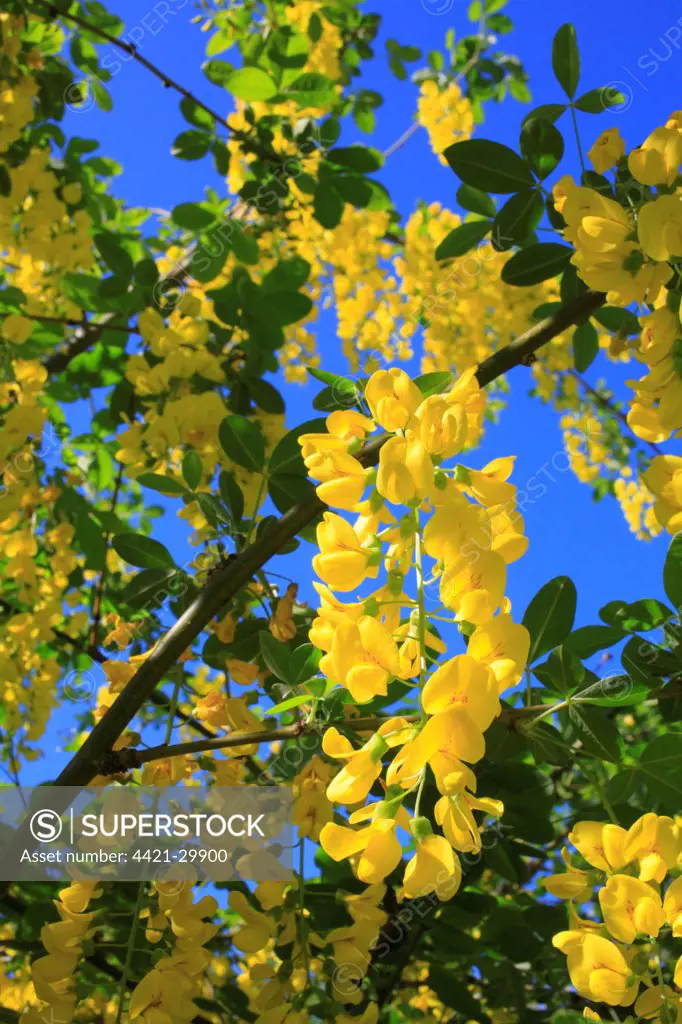 Common Laburnum (Laburnum anagyroides) close-up of flowers, in garden, Powys, Wales