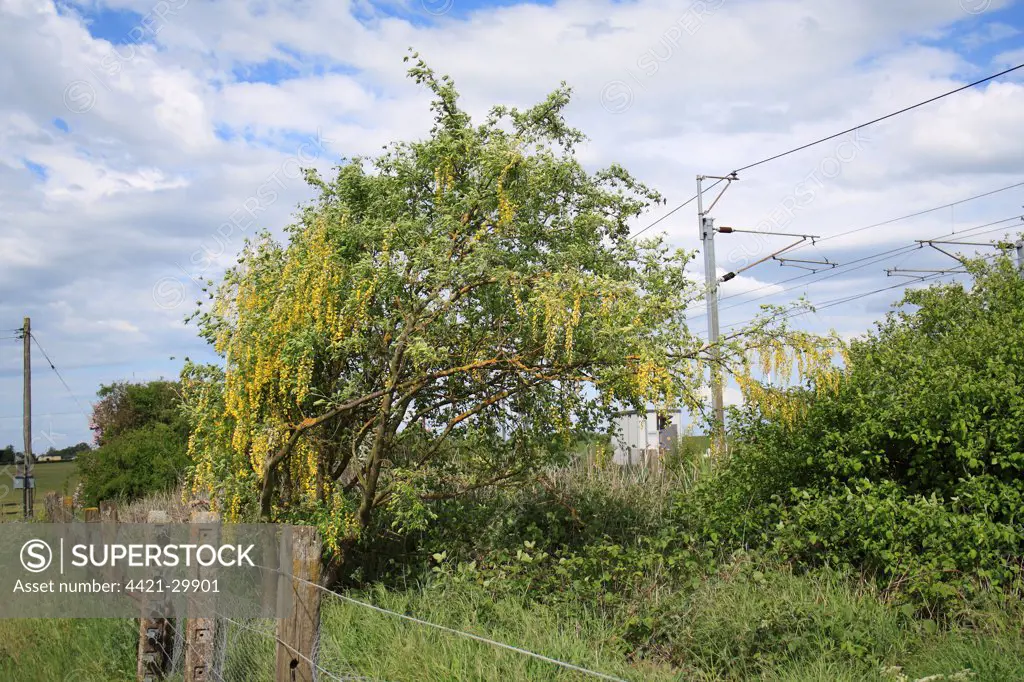 Common Laburnum (Laburnum anagyroides) introduced species, habit, flowering in wasteground at edge of railway line, Bacton, Suffolk, England, may