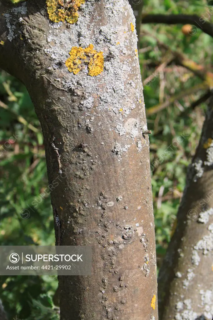 Common Laburnum (Laburnum anagyroides) introduced species, close-up of trunk, Bacton, Suffolk, England, may