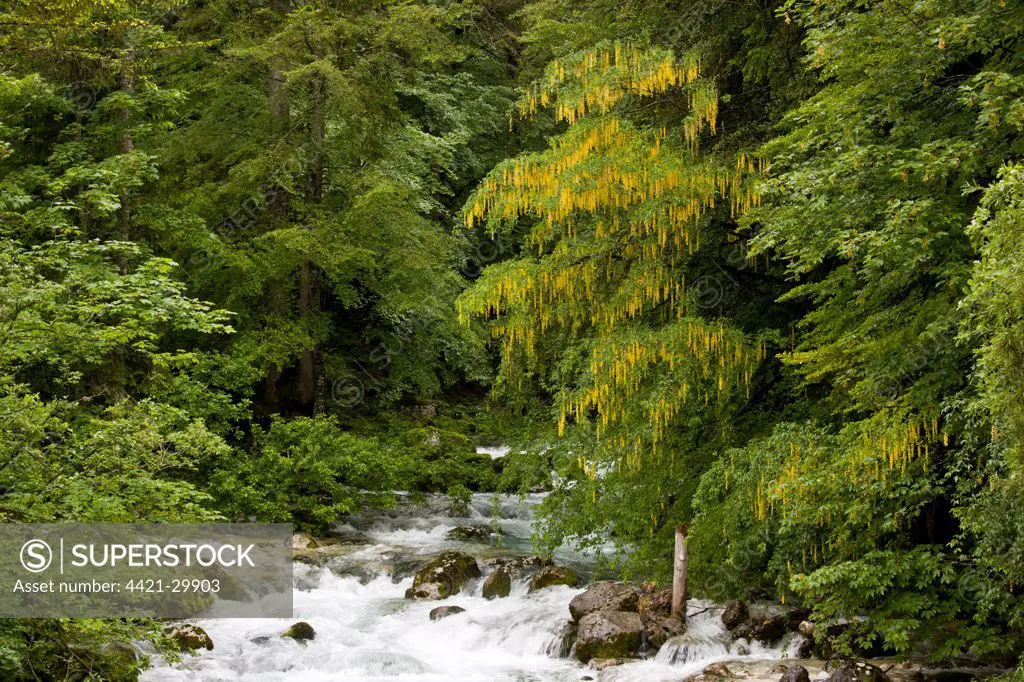 Alpine Laburnum (Laburnum alpinum) habit, flowering, growing in montane woodland habitat beside river, Savica River, Triglav N.P., Julian Alps, Slovenia, june