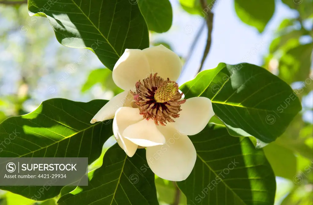 Cultivated Magnolia (Magnolia x wieseneri) close-up of flower, in garden, Lake Maggiore, Piedmont, Italy