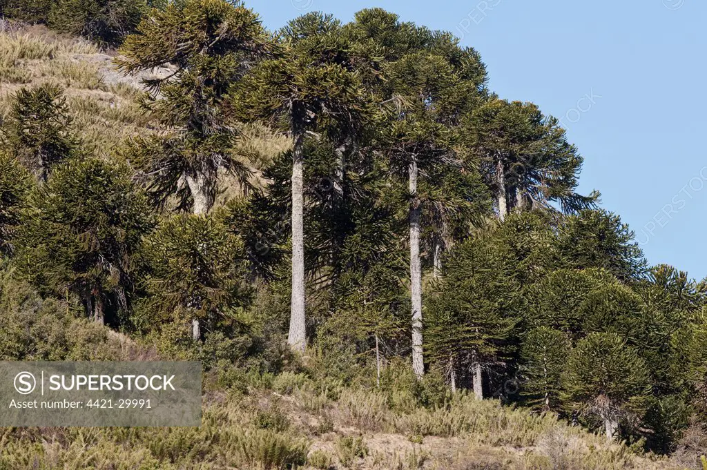 Monkey Puzzle (Araucaria araucana) mature trees, grove growing on hillside, Neuquen Province, Patagonia, Argentina, december