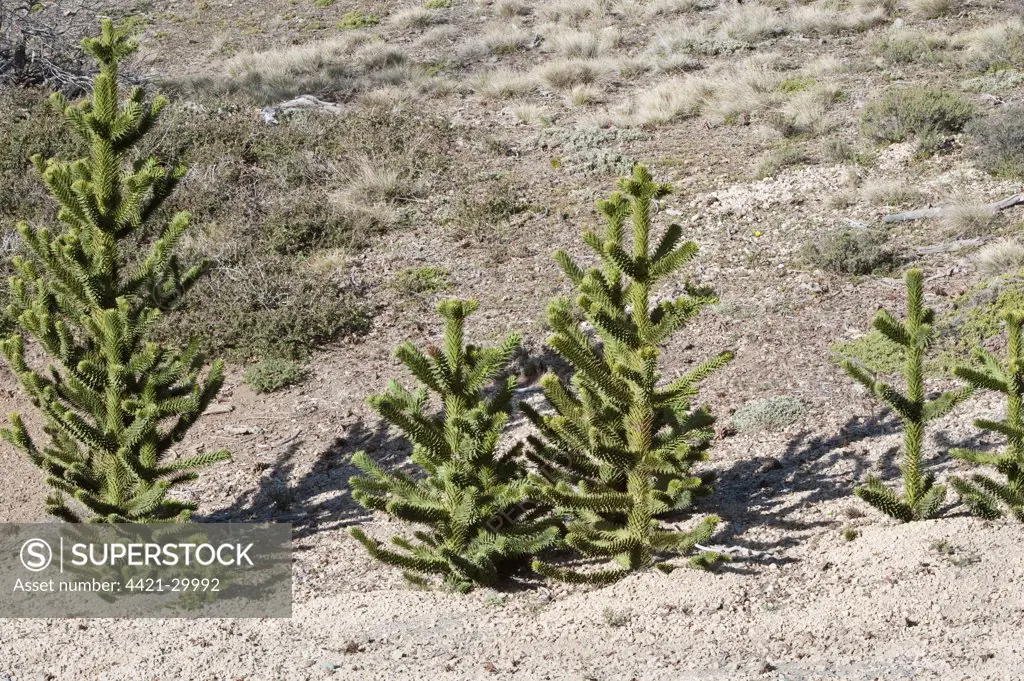 Monkey Puzzle (Araucaria araucana) young trees, growing on hillside, Neuquen Province, Patagonia, Argentina, december