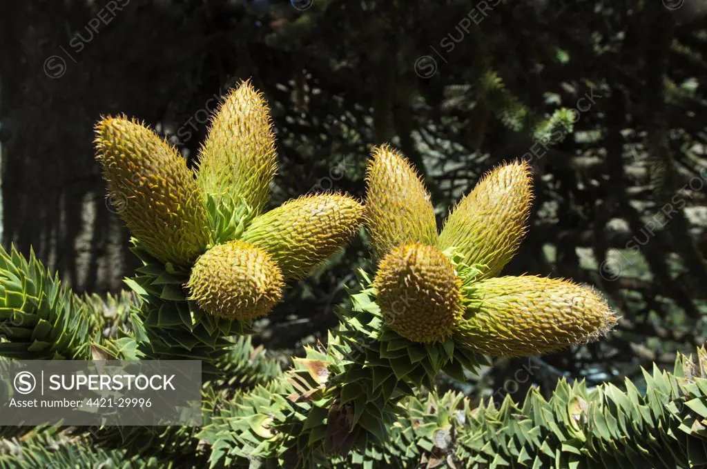 Monkey Puzzle (Araucaria araucana) close-up of male pollen-bearing cones, Neuquen Province, Patagonia, Argentina, october