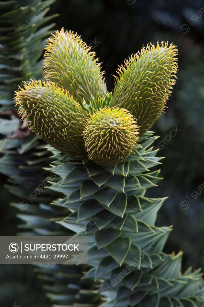 Monkey Puzzle (Araucaria araucana) close-up of male pollen-bearing cones, Lanin N.P., Neuquen Province, Patagonia, Argentina, october