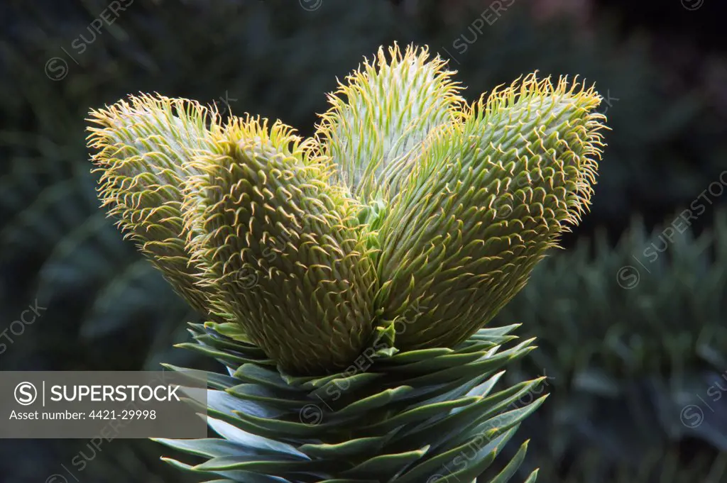 Monkey Puzzle (Araucaria araucana) close-up of male pollen-bearing cones, Lanin N.P., Neuquen Province, Patagonia, Argentina, october