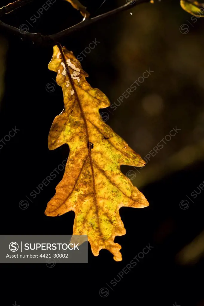 Common Oak (Quercus robur) close-up of backlit leaf, Walberswick, Suffolk, England, autumn