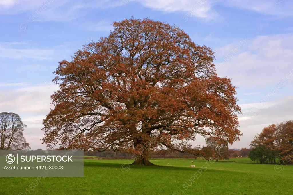 Common Oak (Quercus robur) habit, mature tree in pasture with sheep, Chipping, Lancashire, England, autumn