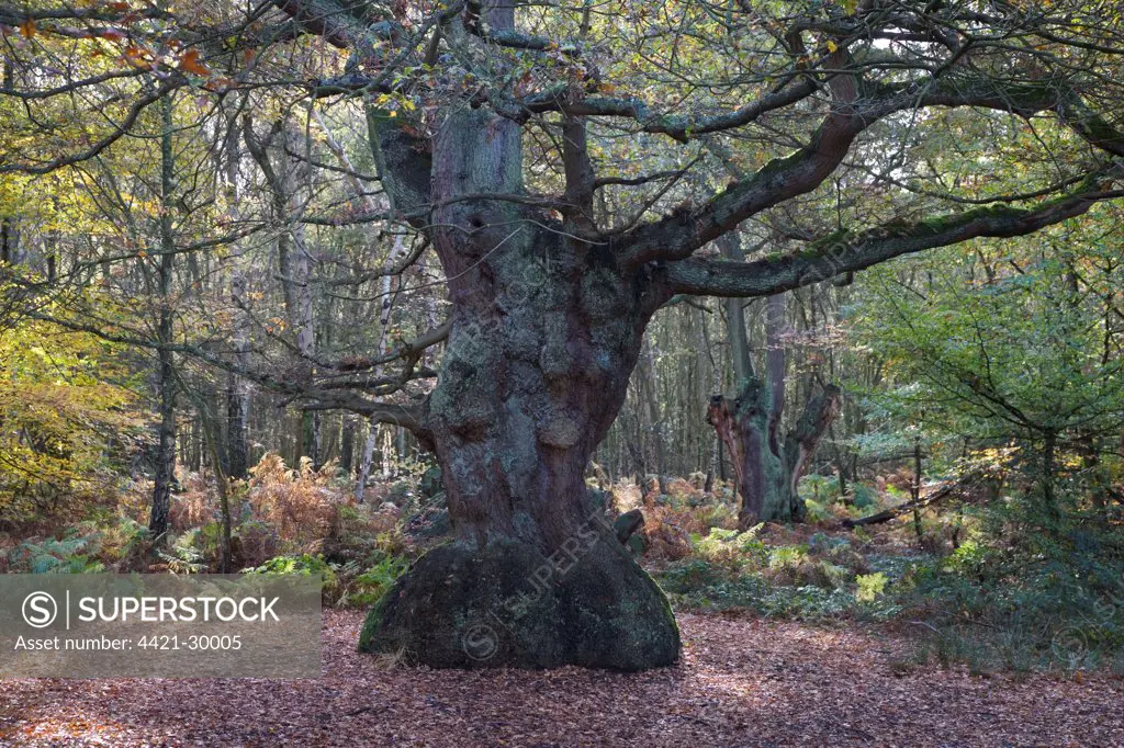 Common Oak (Quercus robur) ancient tree, in mixed deciduous woodland, Epping Forest, Essex, England, november