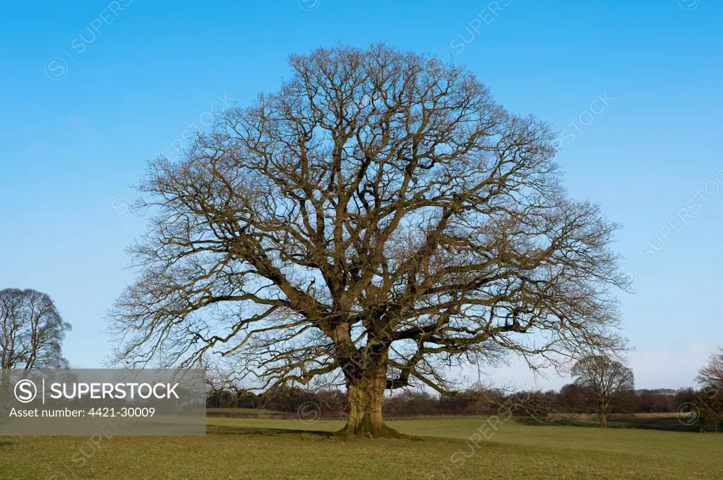 Common Oak (Quercus robur) habit, mature tree in parkland, Chipping, Lancashire, England, winter