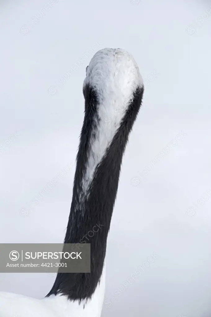 Japanese Red-crowned Crane (Grus japonensis) adult, close-up of back of neck, in snow, Akan, Hokkaido, Japan, winter