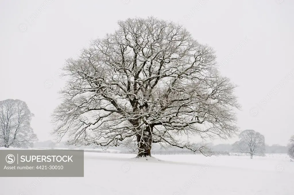 Common Oak (Quercus robur) habit, mature tree in snow, Chipping, Lancashire, England, winter