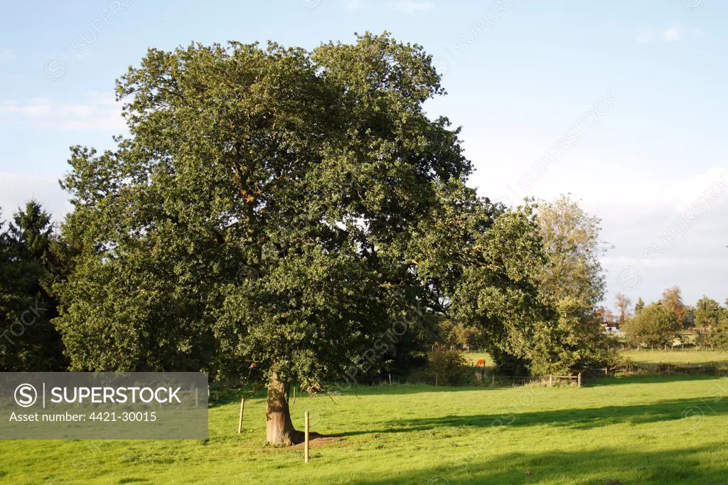 Common Oak (Quercus robur) habit, growing in pasture, Thornham Magna, Suffolk, England, september