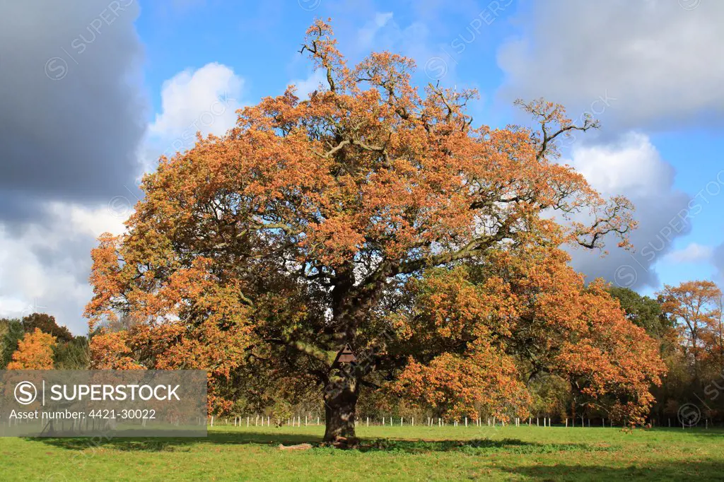 Common Oak (Quercus robur) habit, ancient tree in autumn colour, with owl nestbox, in new 'Millenium' woodland on former meadowland, Vicarage Plantation, Mendlesham, Suffolk, England, november