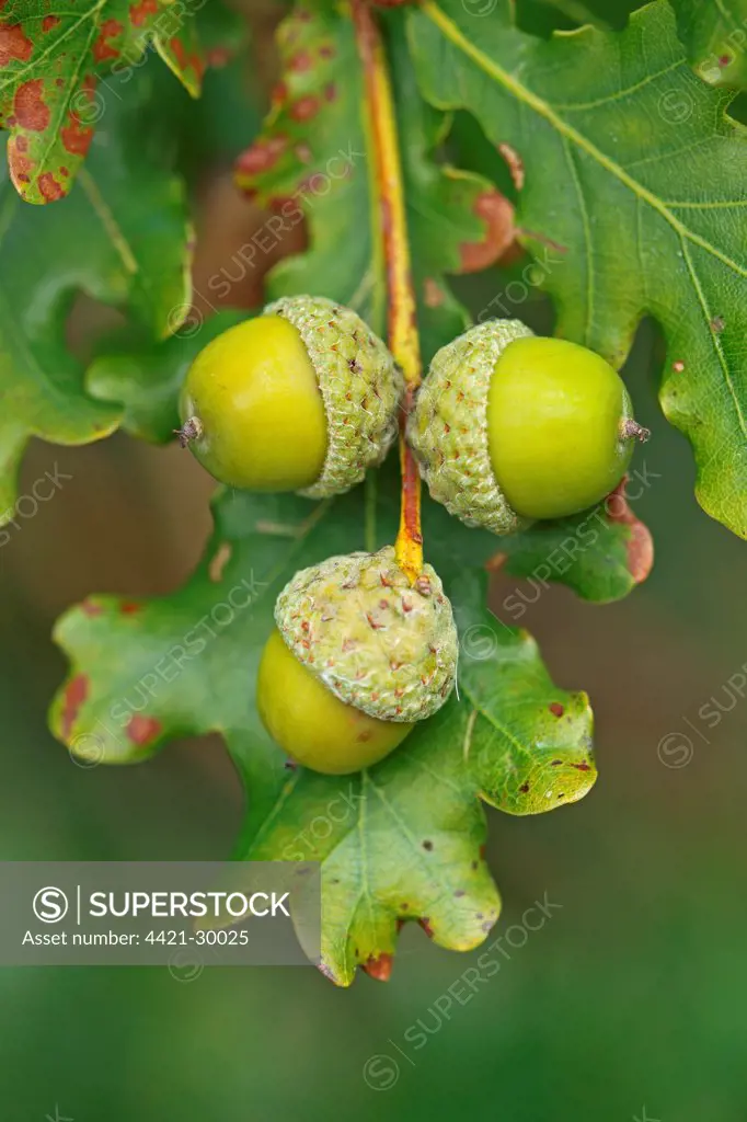 Common Oak (Quercus robur) close-up of acorns, England, september