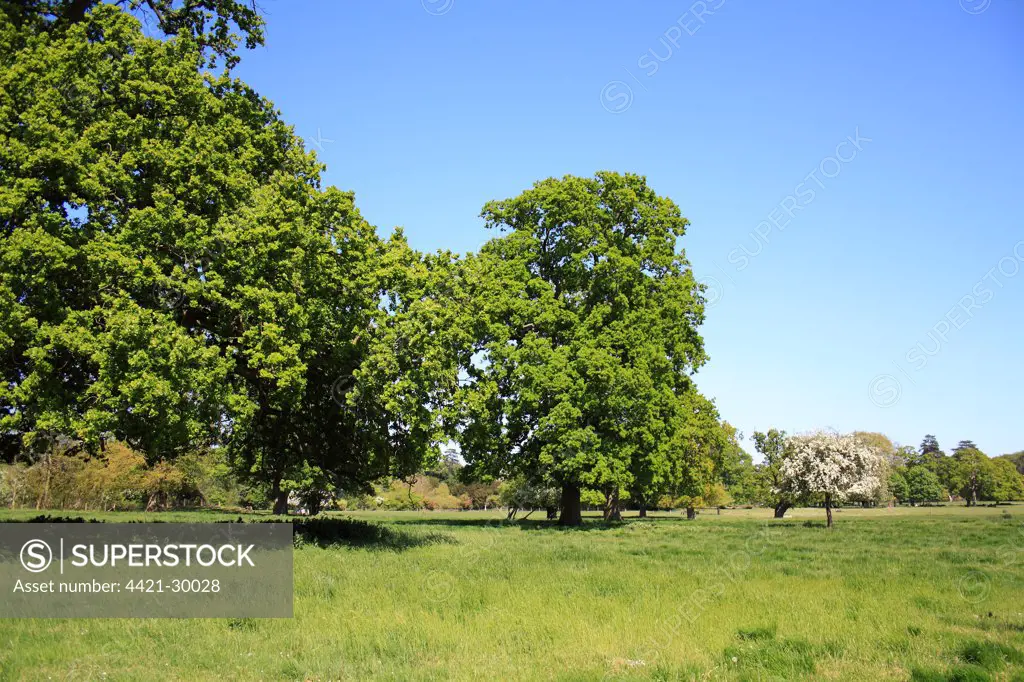 Common Oak (Quercus robur) habit, mature trees growing in parkland habitat, Thornham Estate, Thornham Magna, Suffolk, England, may