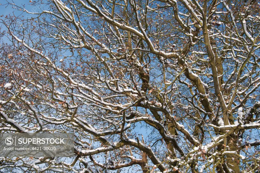 Common Oak (Quercus robur) snow covered branches, Kent, England, december