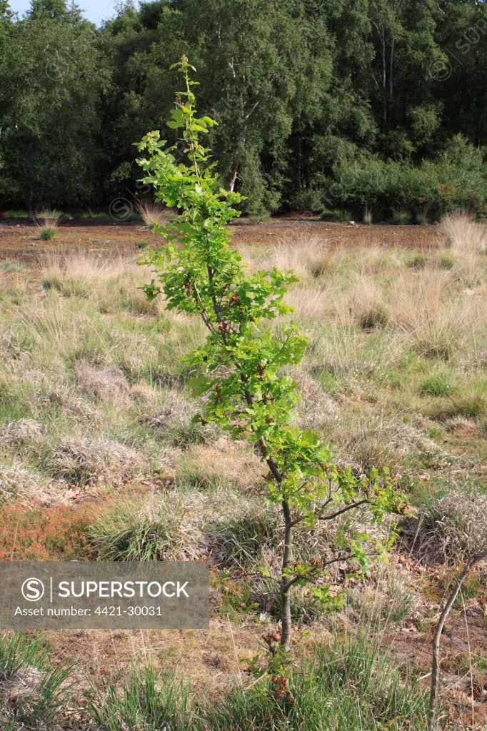 Common Oak (Quercus robur) sapling, growing on acid grassland, Little Ouse Headwaters Project, Hinderclay Fen, Hinderclay, Little Ouse Valley, Suffolk, England, june