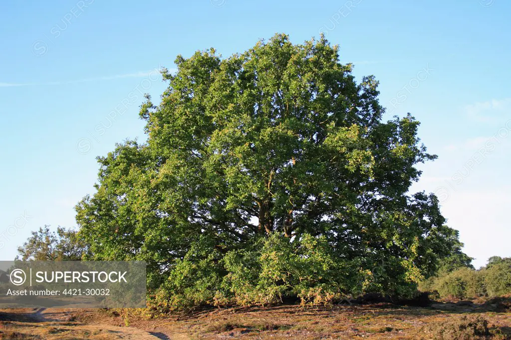 Common Oak (Quercus robur) habit, mature tree growing in lowland heathland reserve, Wortham Ling, Upper Waveney Valley, Suffolk, England, june